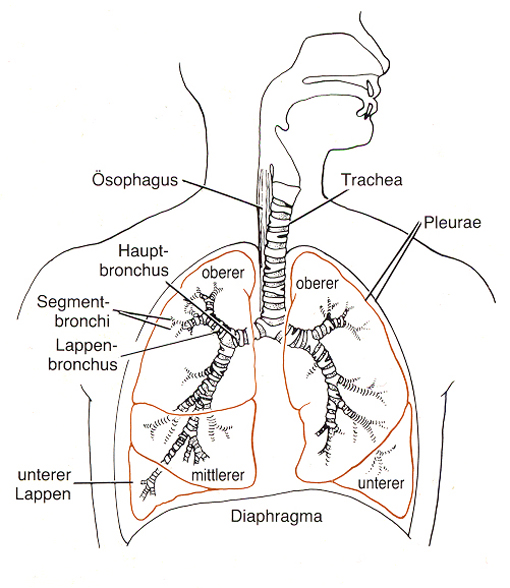 Anatomie der lunge